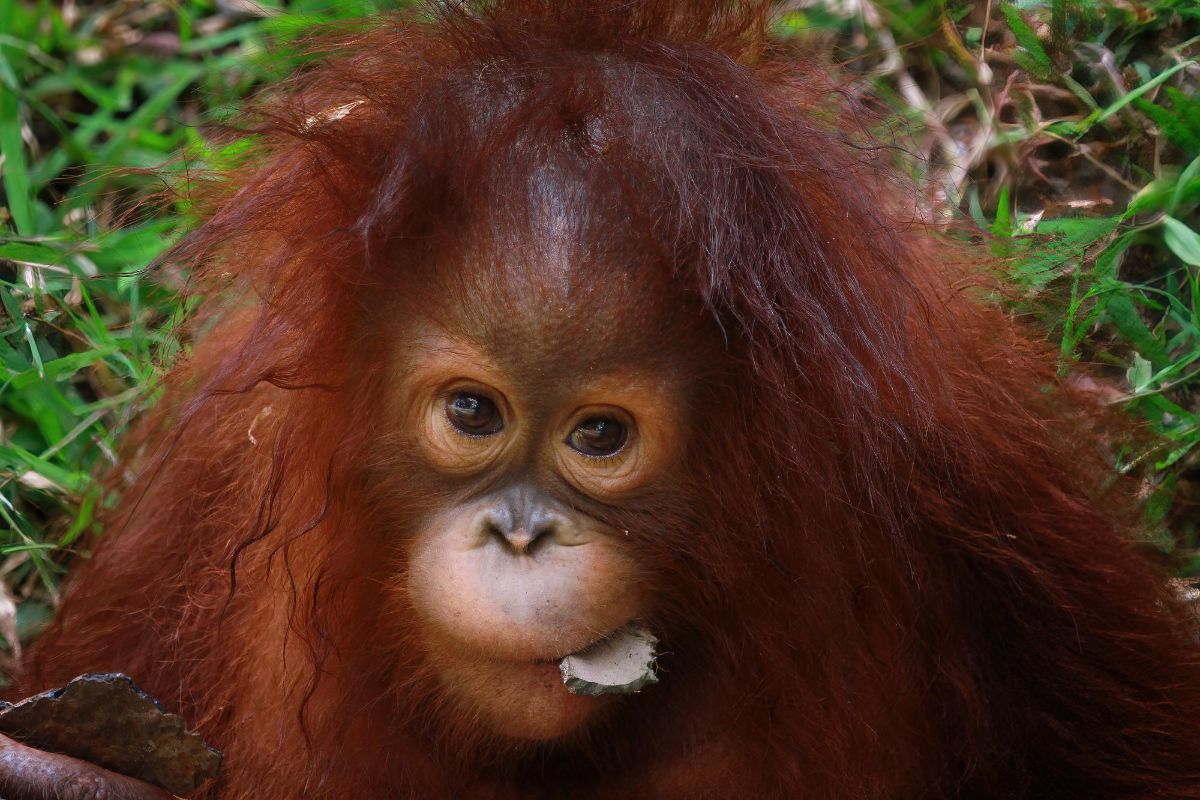 mlade-orangutana