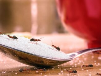 mravenci na lžičce s cukrem