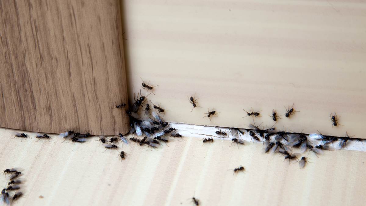mravenci-doma