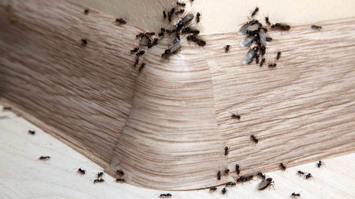 mravenci-v-domacnosti