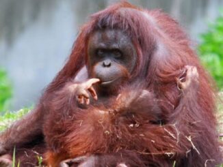 orangutan a mládě