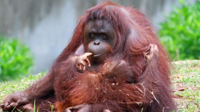 orangutan a mládě