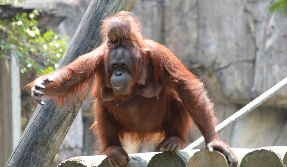 orangutan-a-mlade-prolezacka