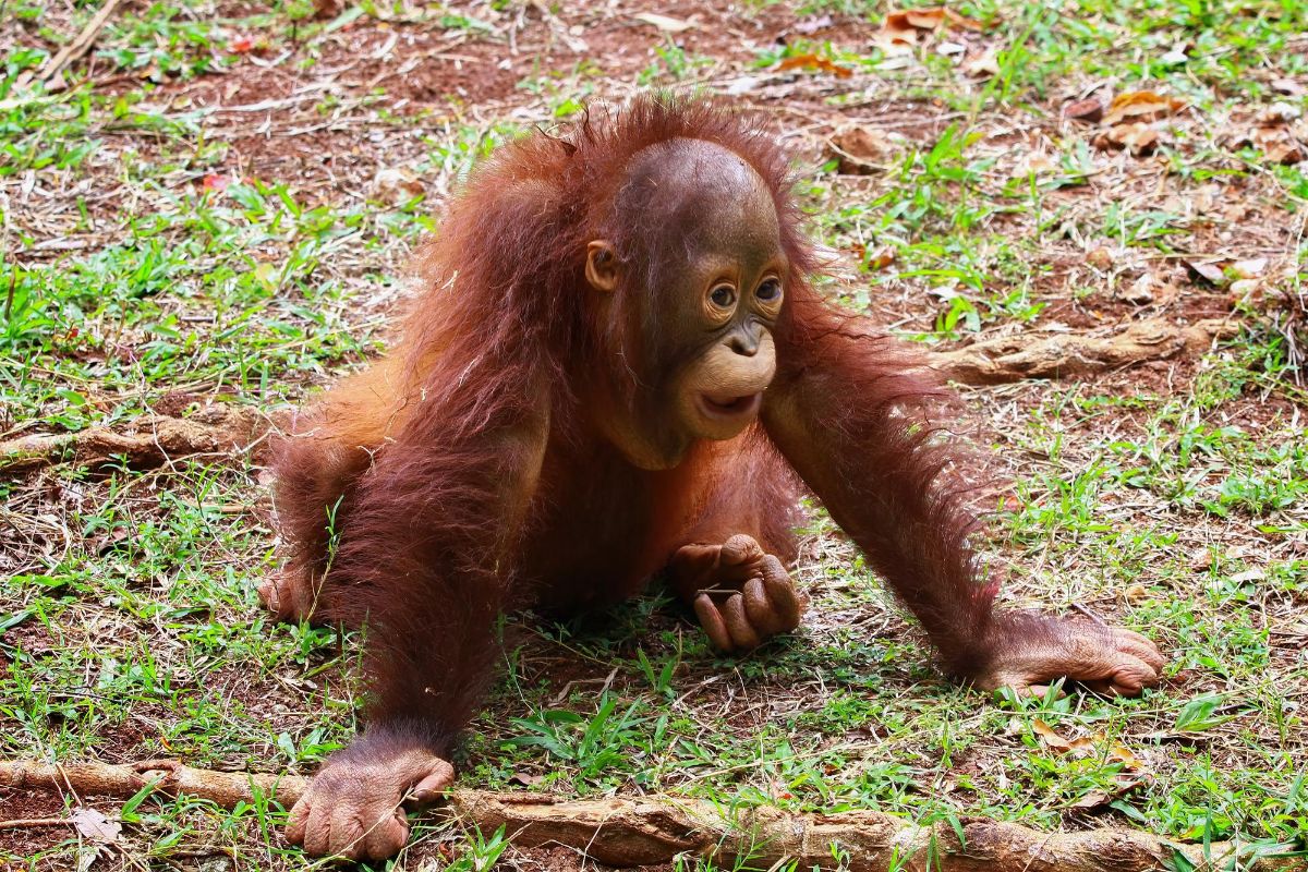orangutan-mlade