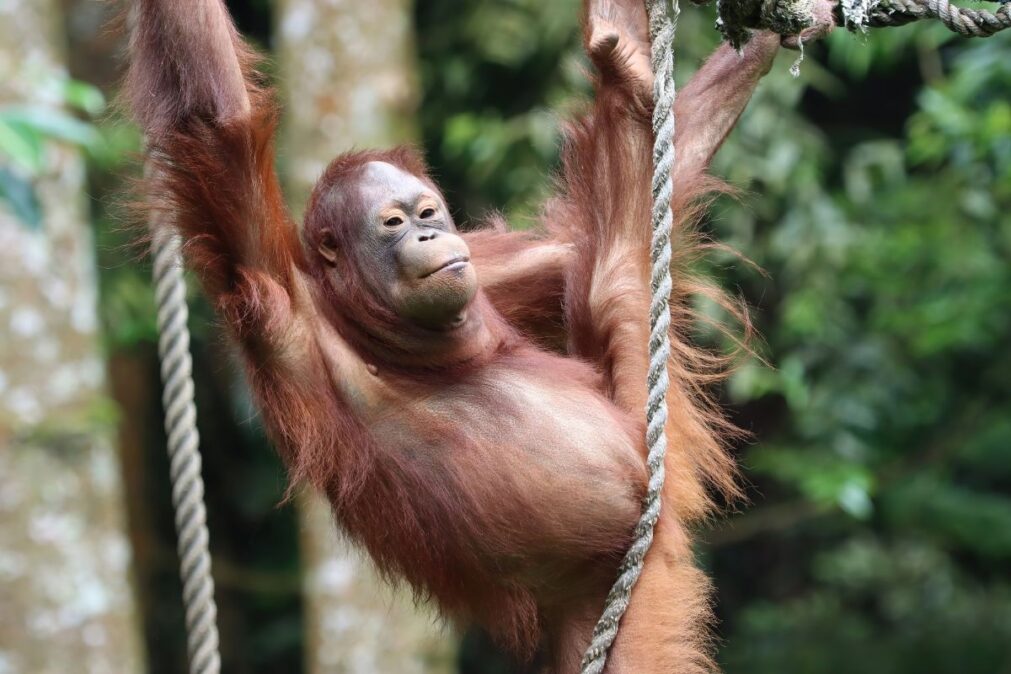 orangutan na stromě