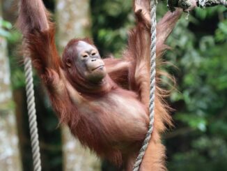 orangutan na stromě