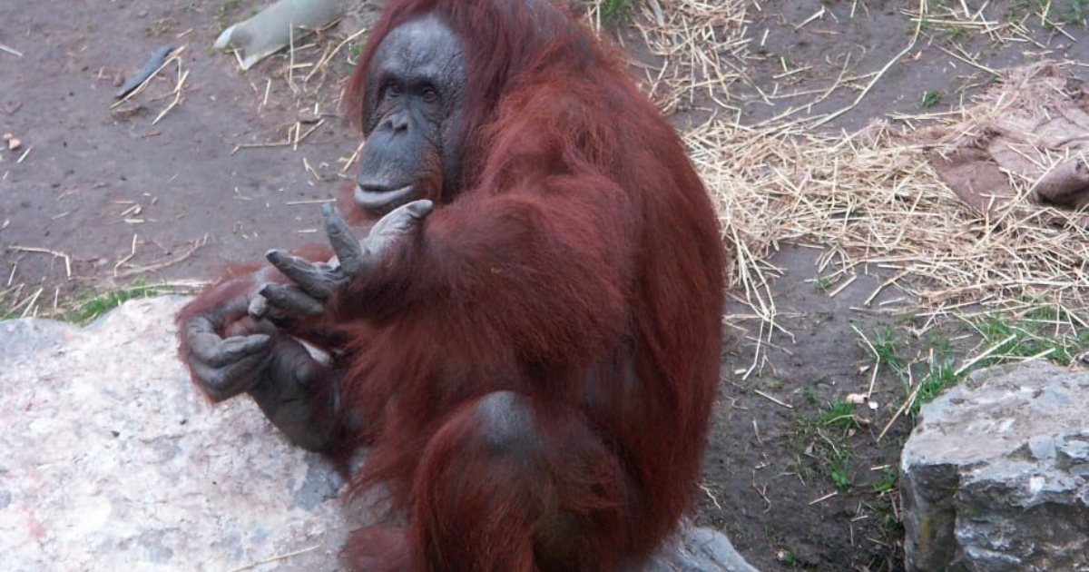 orangutan-zooo