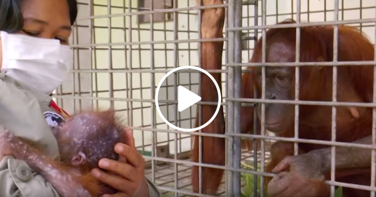 orangutani-matka