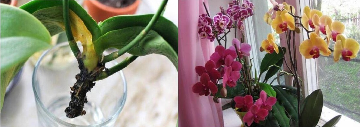 orchidej-pestovani