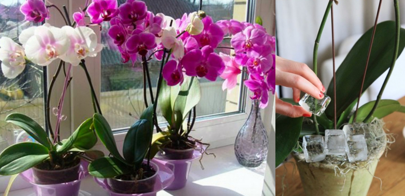 Орхидеи зимой как ухаживать. Фаленопсис Sogo Allen. Орхидея Дифужен. Фаленопсис PF 6145. Орхидеи на подоконнике.