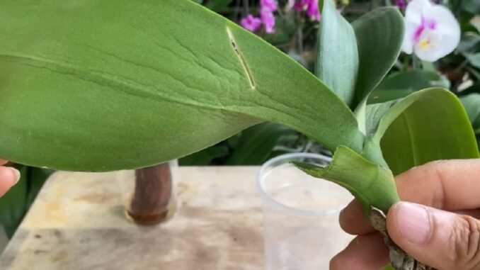 povadlá orchidej