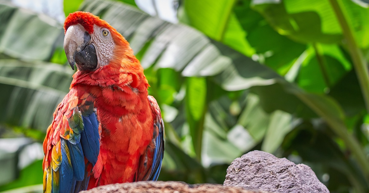 barevný papoušek