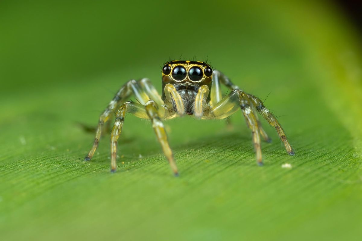 pavouk na listu