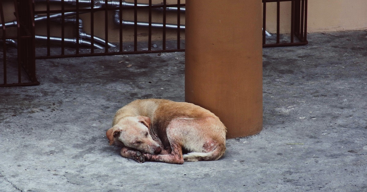 Pouliční pes