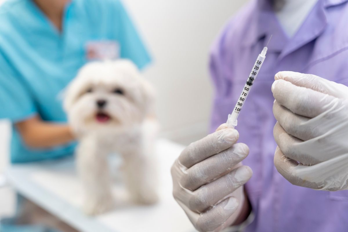 očkování psa