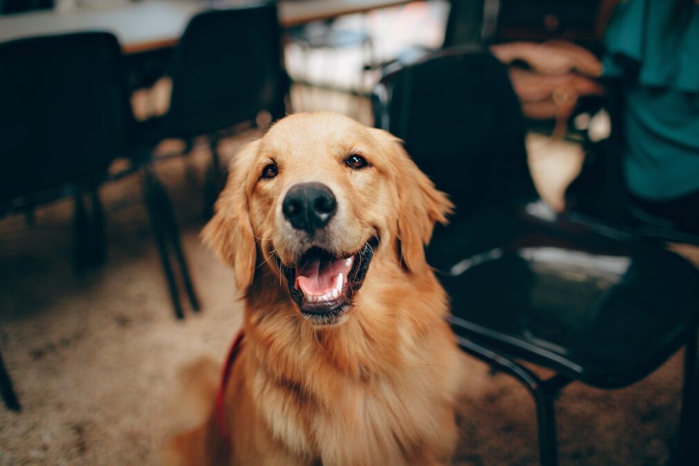 pes úsměv