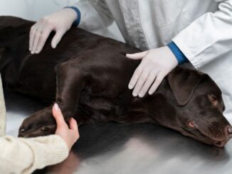 vyšetření pes veterinář