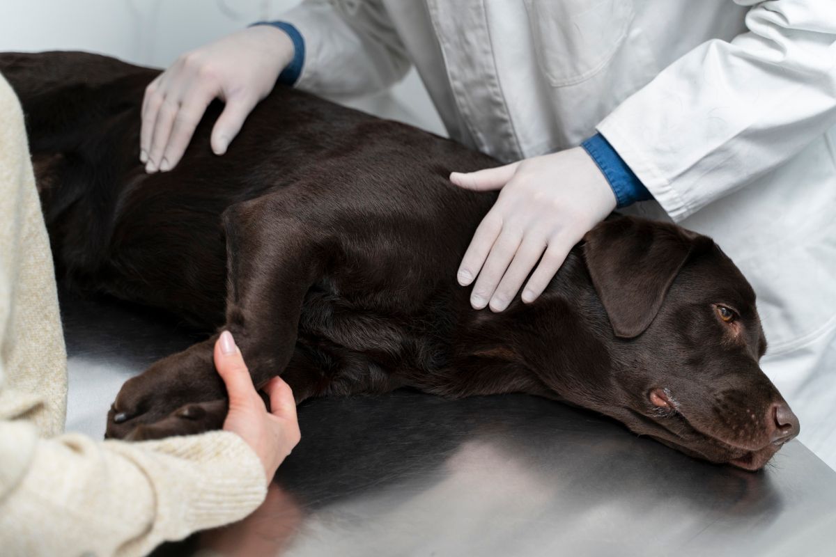 vyšetření pes veterinář