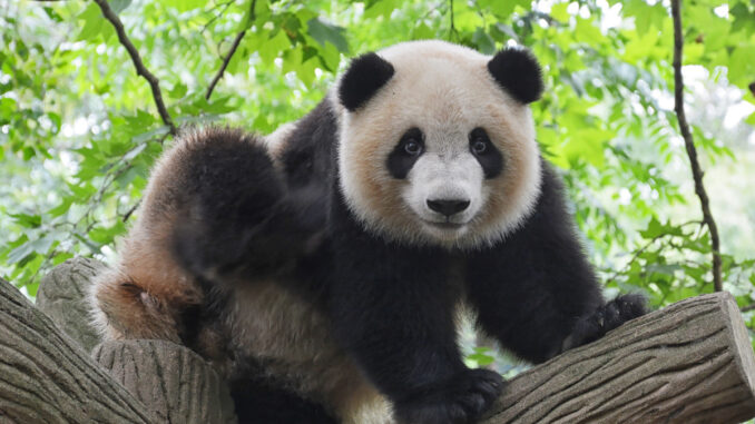 panda