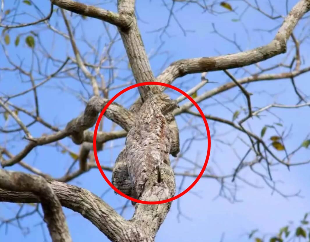 Ptáček na stromě - řešení