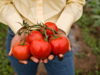 úroda rajčat