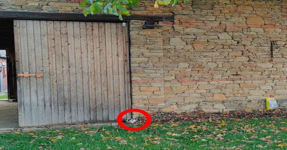 Hádanka s kočkou a zdí