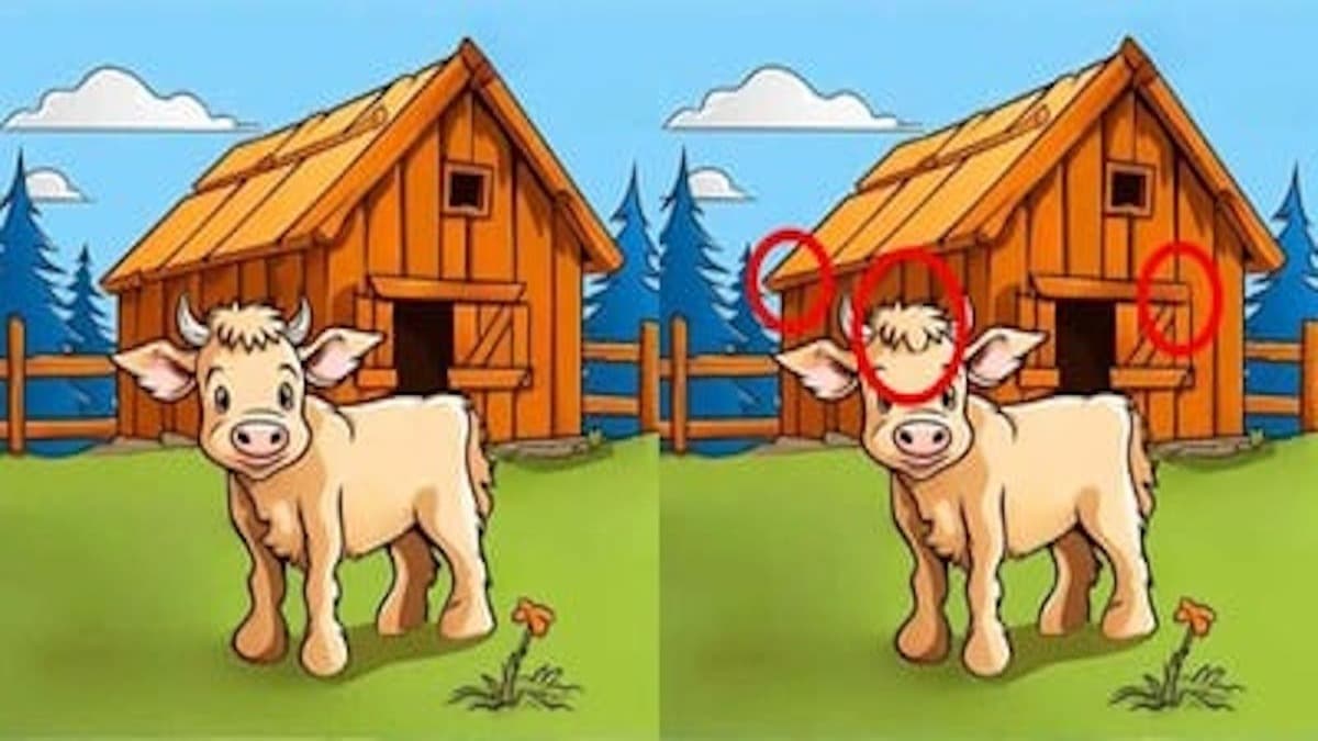 Kráva
