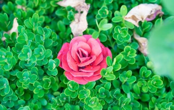 růže z kartonu od vajec