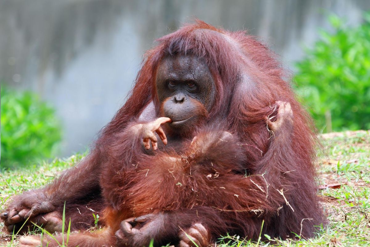 samice-orangutan