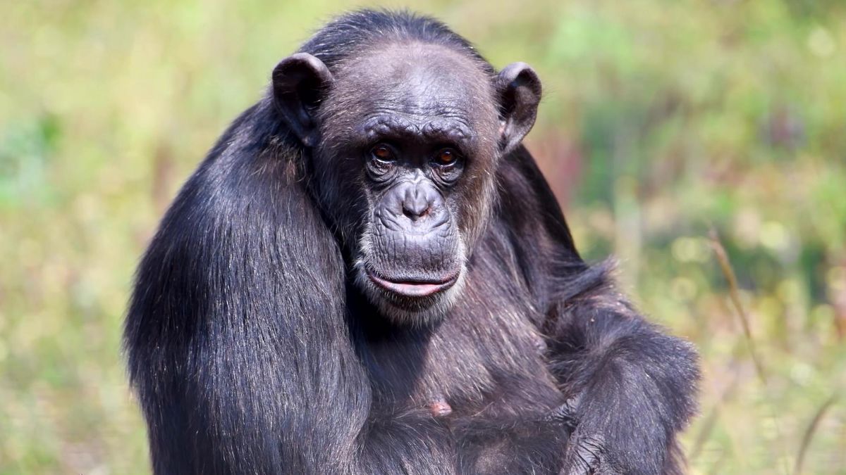 šimpanz v přírodě