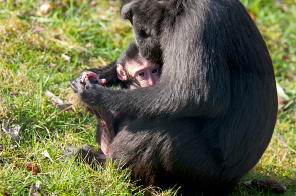 Šimpanzí matka s mládětem