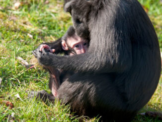 Šimpanzí matka s mládětem