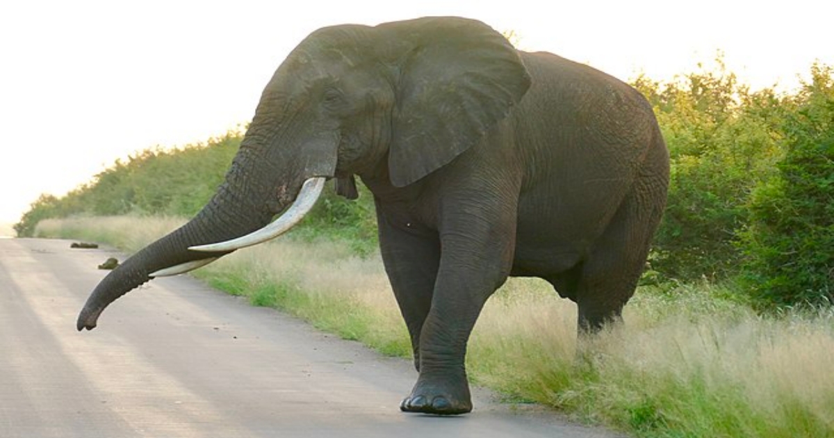 slon-na-silnici