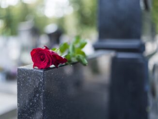 růže na hrobu