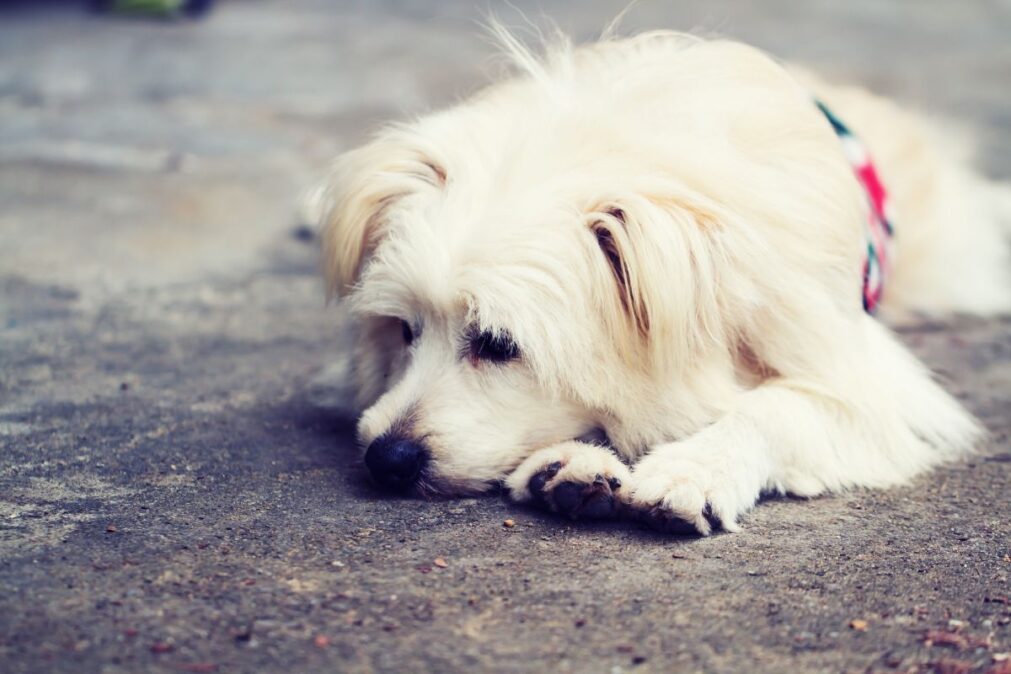 smutný bílý pes
