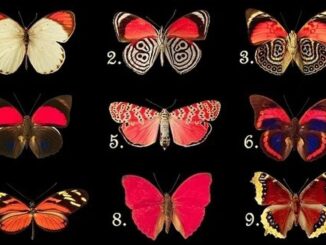 test motýli