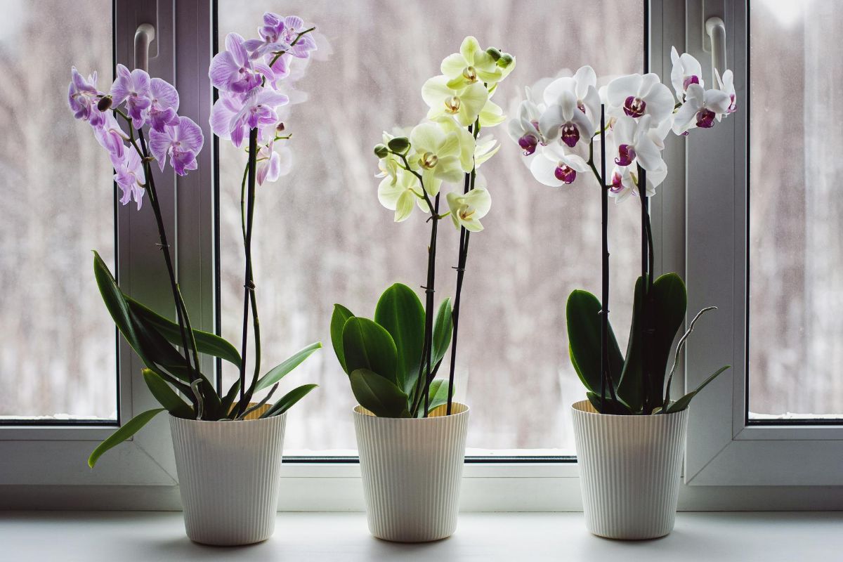 tři orchideje na parapetu
