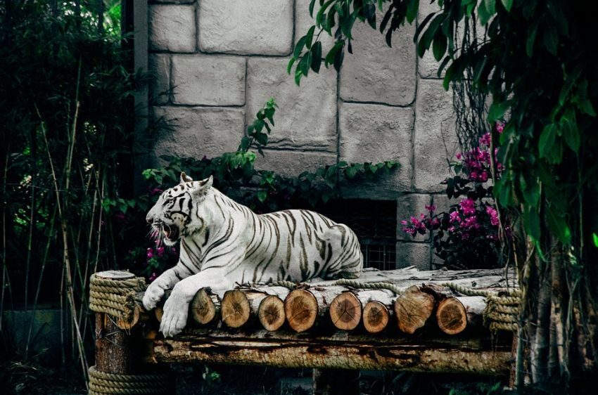 tygr-obrazek-zoo