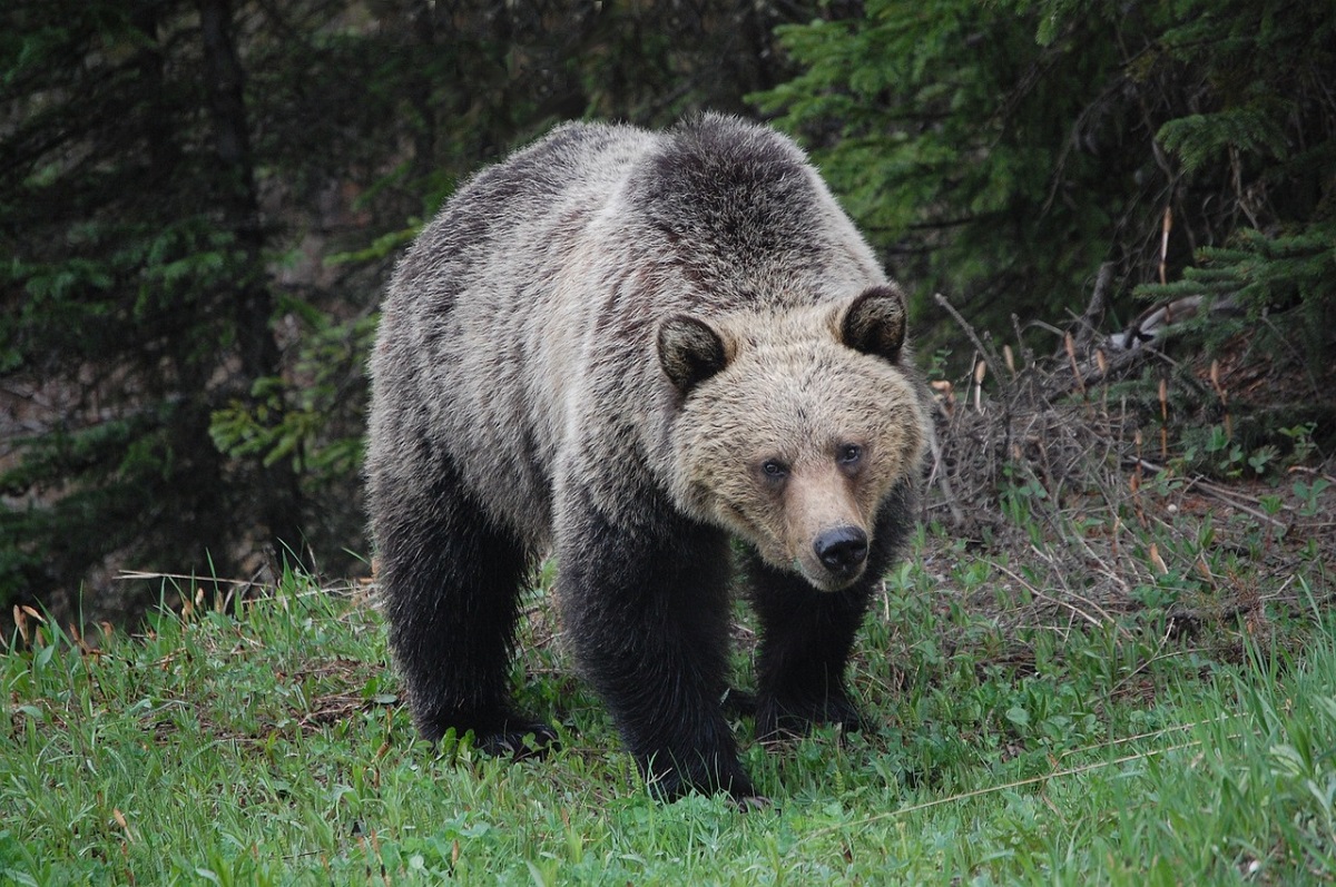 veliky-divoky-medved