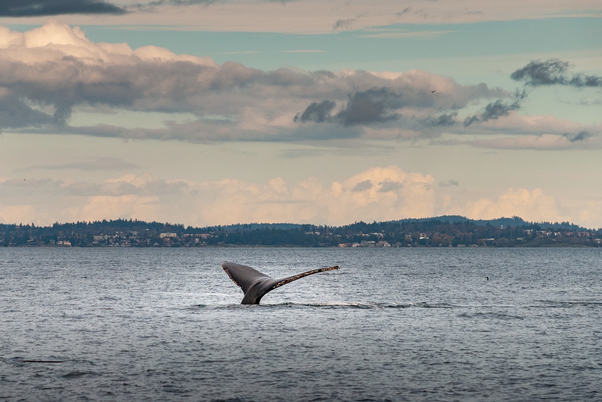 Beautiful shot of a humpback whale diving in the coast of Vancouver, BC, Canada