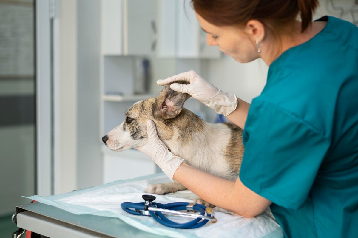 pes na veterině