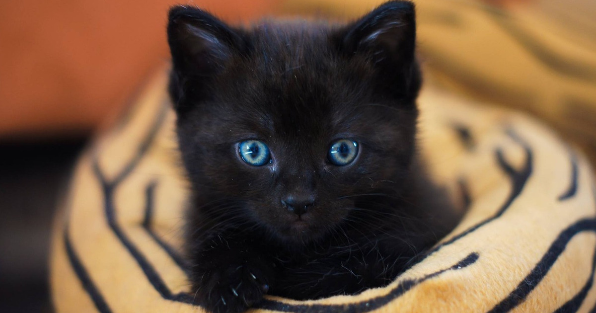 malé černé kotě