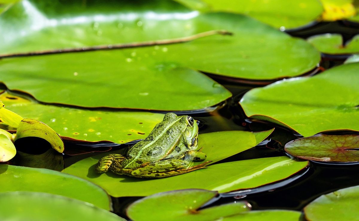 zelená žába